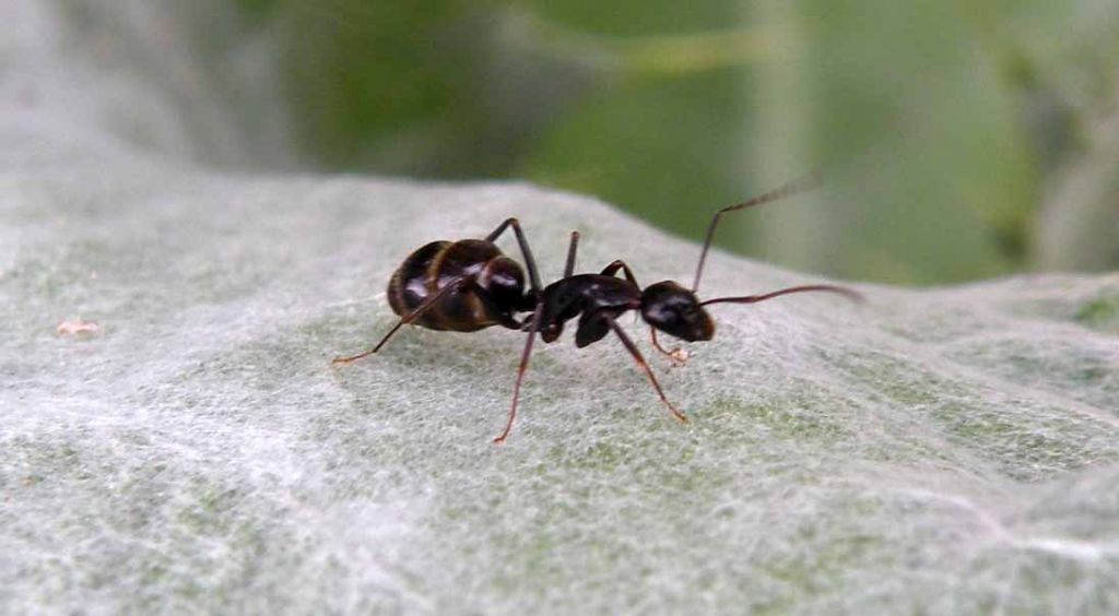 Camponotus aethiops sana ammalata (o, meglio, 